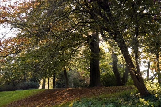 Sunshine through lane of beech tree in autumn