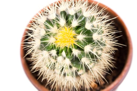 cactus isolated on white background