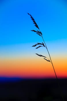 Sunset and Grass with nice color at background