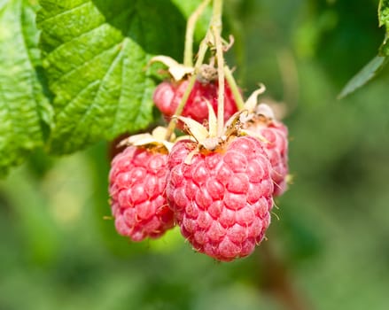 branch of raspberries on green grass background