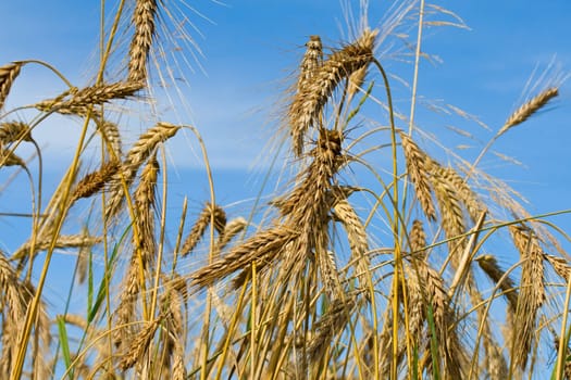 close-up many ripe wheat ears on blue sky background