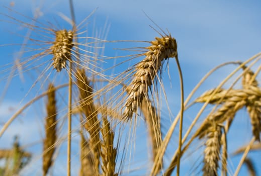 close-up many wheat ears on blue sky background