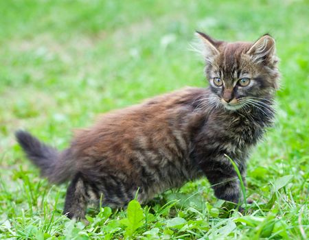 close-up small funny kitten on green grass background