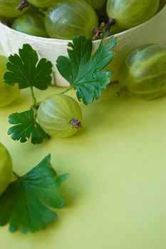 Gooseberries with leaves over green back