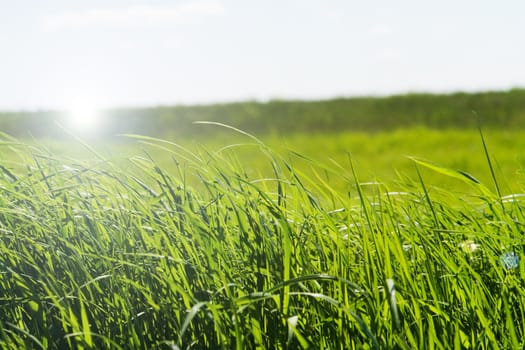 green grass on spring meadow