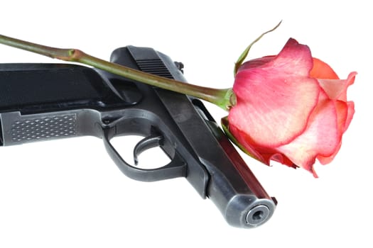 gun and rose isolated on white background                               