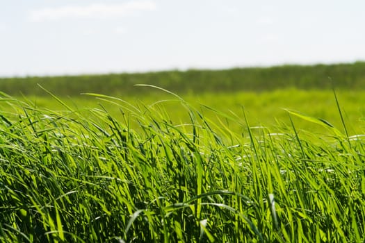 green grass on spring meadow