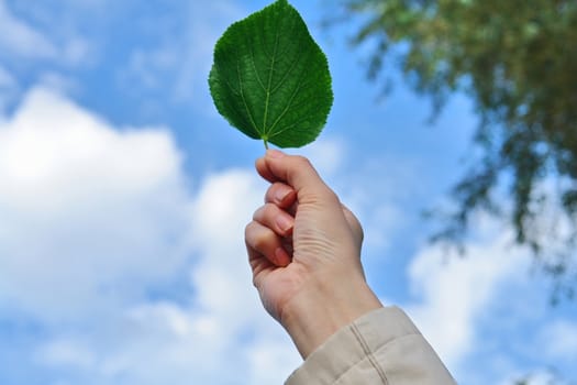 leaf in hand on sky background                                