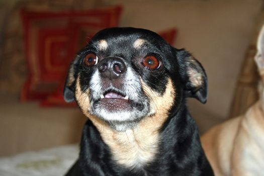 A headshot of a dog, black chihuahua.