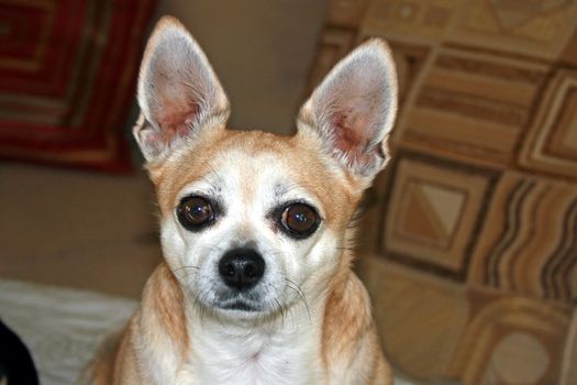 A headshot of a dog, beige chihuahua.