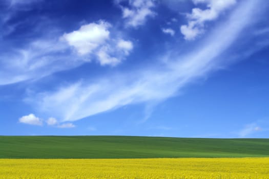 rural meadow blooms springtime