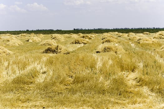 Straw in the field