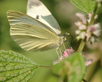 A cabbage white butterfly perched on a flower.