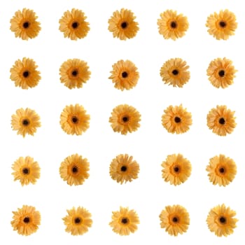 Yellow gerbera flowers isolated on white background.