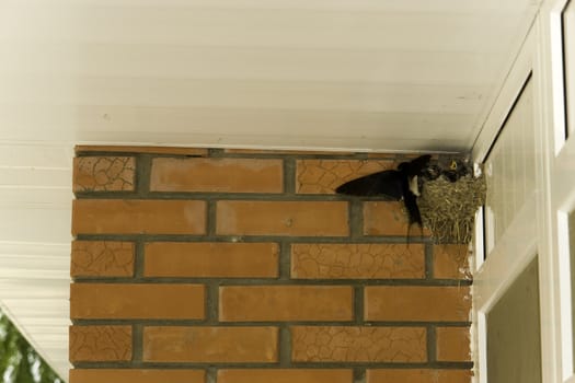 Swallow's nest under a modern roof