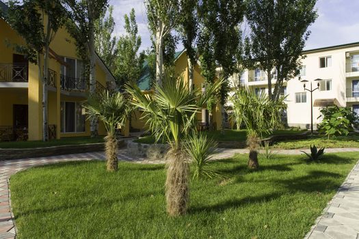 Palm trees in a court yard