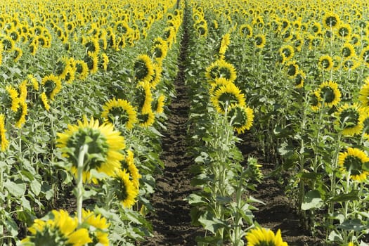 Field of sunflowers