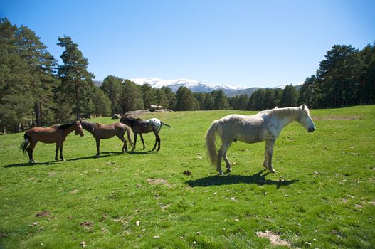 horses at the country in avila spain