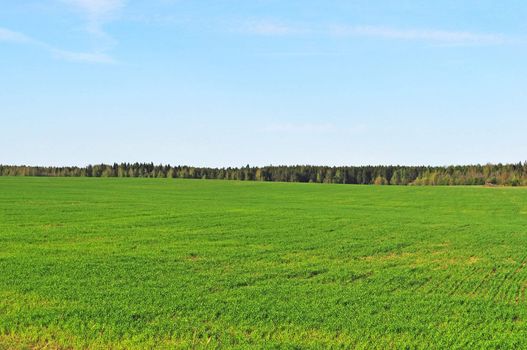 Green field on the forest background in spring time