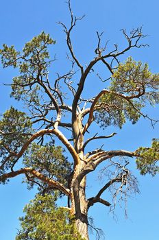 Top of a pine tree with dead branches on blue sky background, spring time