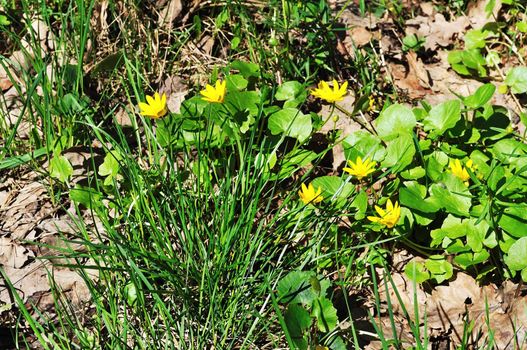 Close up of new yellow flowers among green grass and dried leaves on the ground in spring forest