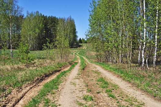 Country dirt road in new forest, spring sunny day