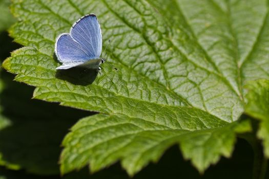 Holly Blue butterfly - Celastrina argiolus - resting in sunshine on green leaf 