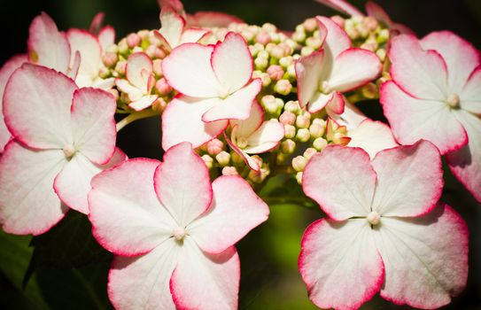 Close up blooming Lacecap hortensia - Hydrangea macrophylla - white flowers with red edges