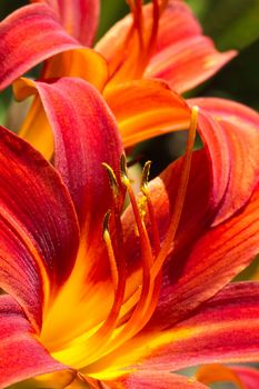 Blooming daylilies - Hemerocallis - in summersun in the garden