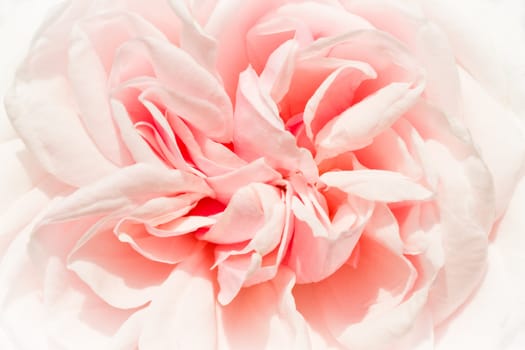 Close up of historic scented rose  named Souvenir de la Malmaison in sunshine in summer