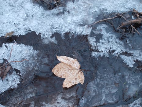 the leaf on icing