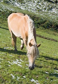 haflinger horse free in a high mountain pasture in italian dolomites, Sudtirol