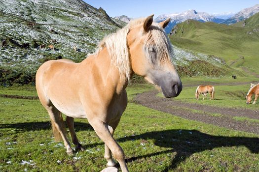 haflinger horse free in a high mountain pasture in italian dolomites, Sudtirol