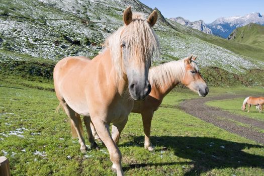 two haflinger horses free in a high mountain pasture in italian dolomites, Sudtirol