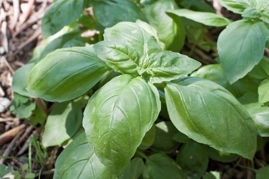 closeup of fresh basil in a biological crop