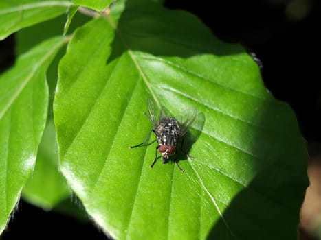 the fly on the leaf