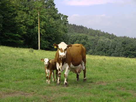 the cow with small one