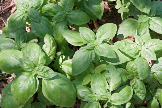 closeup of fresh basil in a biological crop