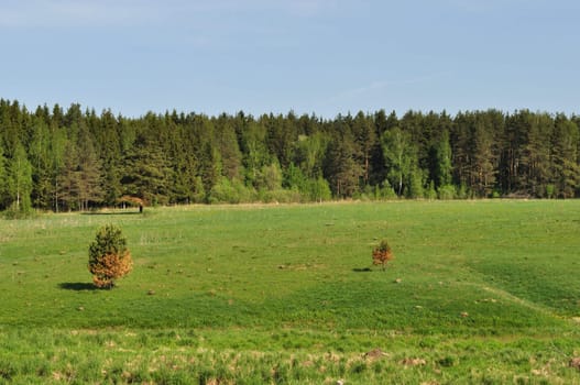 Beautiful landscape with green forest and meadow on sunny day