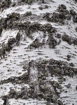 Close up of rustic birch bark surface texture