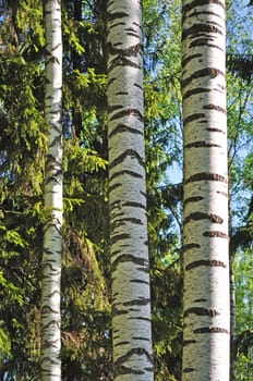 View of thin birch trees on sunny spring day in the forest