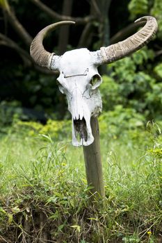 Image of a water buffalo skull at a farm located at Guilin, China.
