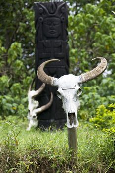 Image of water buffalo skulls at a farm located at Guilin, China.