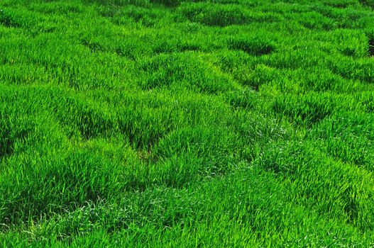 Close up of green grass in the meadow