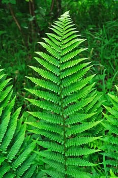 Fresh green fern leaves background in forest