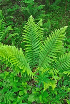 Fresh green fern leaves in forest