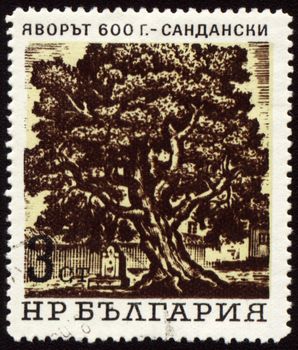 BULGARIA - CIRCA 1970s: stamp printed in Bulgaria, shows 600-years tree in Sandanski, circa 1970s