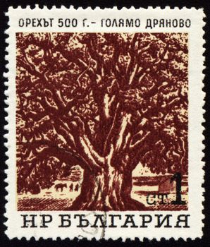 BULGARIA - CIRCA 1970s: stamp printed in Bulgaria, shows Old 500-years nut-tree in Golyamo-Dryanovo, circa 1970s