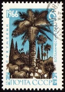 USSR - CIRCA 1966: stamp printed in USSR, shows palm trees in Sukhumi botanical garden, circa 1966