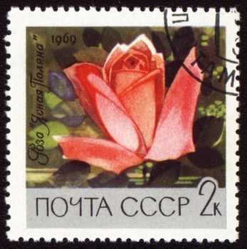 USSR - CIRCA 1969: stamp printed in USSR, shows red rose "Yasnaya Polyana", circa 1969